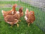 Barnevelder kippen., Vrouwelijk, Kip