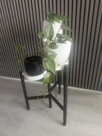 Planthouder met pot en echte planten, Ophalen, Zo goed als nieuw, Hout