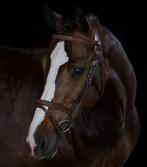 Hoofdstel te koop, Dieren en Toebehoren, Paarden en Pony's | Hoofdstellen en Tuigage, Ophalen of Verzenden, Overige soorten