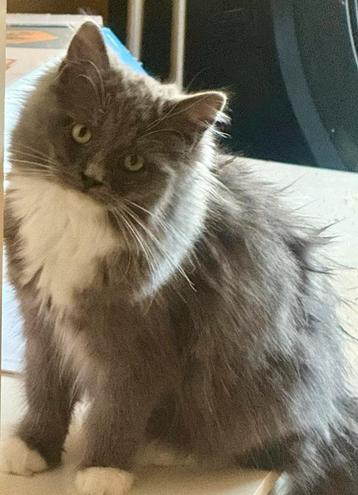 ragdoll kitten (fok) poesje met stamboom mag verhuizen! beschikbaar voor biedingen