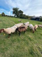 Te koop mooi gezond solognote ooilam van 2025, Dieren en Toebehoren, Schapen, Geiten en Varkens, Vrouwelijk, Schaap