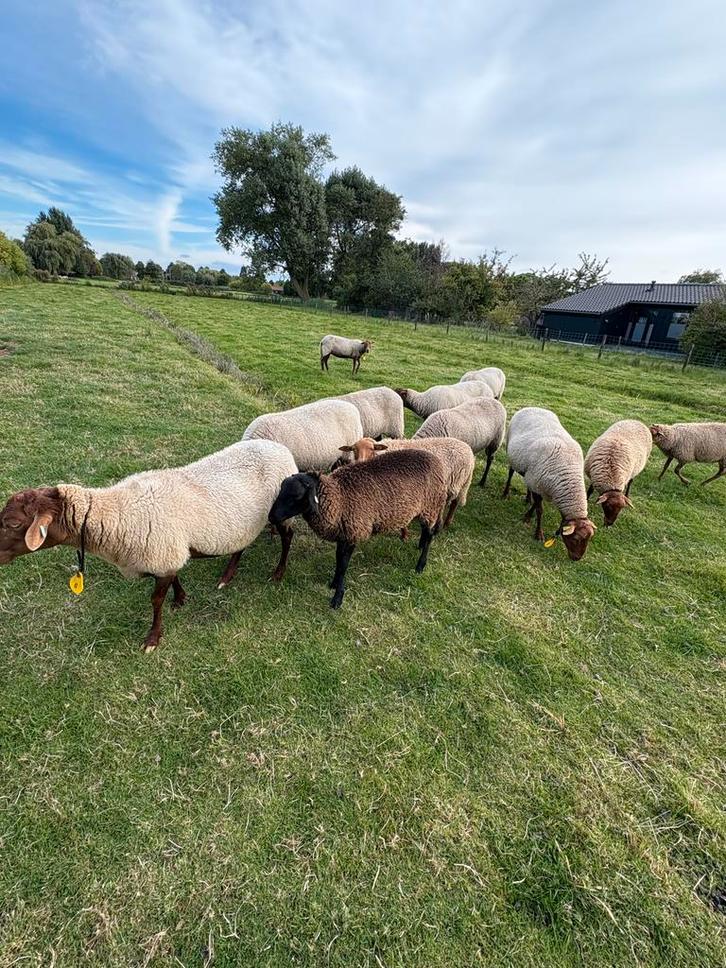 Te koop mooi gezond solognote ooilam van 2025, Dieren en Toebehoren, Schapen, Geiten en Varkens, Schaap, Vrouwelijk