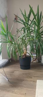 Yucca, Tuin en Terras, Planten | Tuinplanten, Vaste plant, Bloeit niet, Halfschaduw, Ophalen