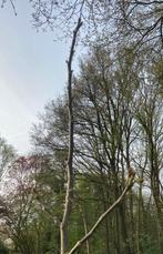 Walnotenboom, Tuin en Terras, Planten | Fruitbomen, Lente, Volle zon, 100 tot 250 cm, Ophalen of Verzenden