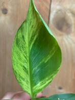 Musa cavendish variegata plant banana aurea yellow lemon, Huis en Inrichting, Ophalen of Verzenden, Overige soorten, Minder dan 100 cm