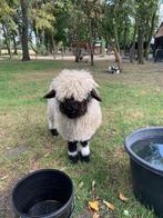 Wallischer Schwarznase ooitje, Dieren en Toebehoren, Schapen, Geiten en Varkens, Vrouwelijk, Schaap, 0 tot 2 jaar