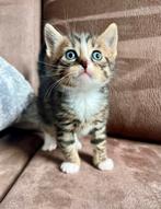 Lieve kittens te koop!, Dieren en Toebehoren, Meerdere dieren