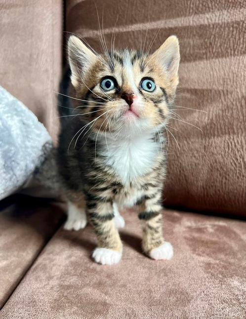 Lieve kittens te koop!, Dieren en Toebehoren, Katten en Kittens | Overige Katten, Meerdere dieren