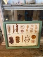 Oud botanisch lijstje, Antiek en Kunst, Curiosa en Brocante, Ophalen of Verzenden