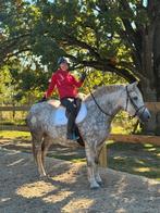 Stoer robuuste 5 jarige gereden merrie, Merrie, 3 tot 6 jaar, Gechipt, 160 tot 165 cm
