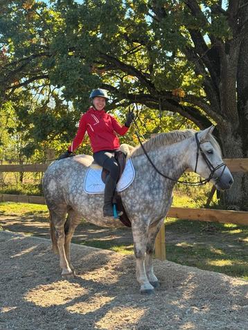 Stoer robuuste 5 jarige gereden merrie beschikbaar voor biedingen