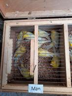 @ @ @ Mannen geel agaat opaal kanaries @ @ @, Dieren en Toebehoren, Vogels | Kanaries, Mannelijk, Kleurkanarie