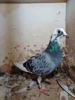 Bonte postduif duivin uit 2025, Dieren en Toebehoren, Vrouwelijk, Postduif