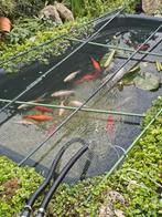 Complete vijver met vissen, Tuin en Terras, Vijvers, Ophalen