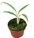 Aglaonema Bamboo | Potmaat 10,5, Overige soorten, In pot, Minder dan 100 cm, Groene kamerplant