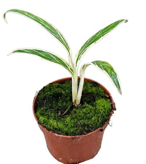 Aglaonema Bamboo | Potmaat 10,5, Huis en Inrichting, Kamerplanten, Overige soorten, Minder dan 100 cm, Groene kamerplant, Halfschaduw
