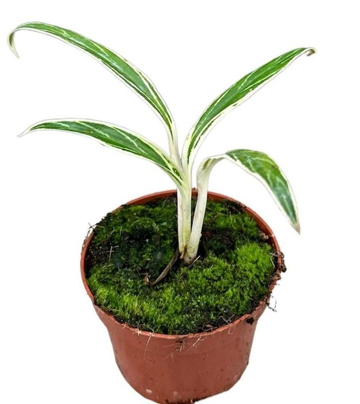 Aglaonema Bamboo | Potmaat 10,5, Huis en Inrichting, Kamerplanten, Overige soorten, Minder dan 100 cm, Groene kamerplant, Halfschaduw