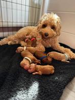 Mini Australian labradoodle pups, Dieren en Toebehoren, Overige rassen, CDV (hondenziekte), 8 tot 15 weken, Meerdere