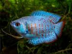 Dwerg Goerami "Neon", Dieren en Toebehoren, Vissen | Aquariumvissen, Zoetwatervis, Vis