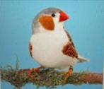 Zebravinkman witborst, Dieren en Toebehoren, Vogels | Overige Vogels, Mannelijk, Geringd