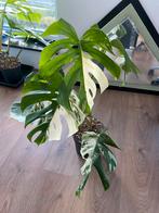 Monstera Albo 'Half Moon' (XL), Huis en Inrichting, Kamerplanten, Ophalen of Verzenden