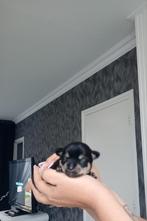 raszuivere chihuahua pups, Dieren en Toebehoren, Rabiës (hondsdolheid), Overige rassen, 8 tot 15 weken, Meerdere