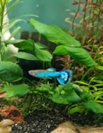Blue singa mosaic guppen raszuiver, Vis