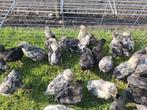 Australorp groot kuikens zwart/blauw, Dieren en Toebehoren, Geslacht onbekend, Kip