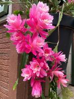 epiphyllum cactus duitse kaiserin gewortelde stekken, Minder dan 100 cm, Bloeiende kamerplant, Halfschaduw, Ophalen of Verzenden