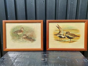 Vintage vogel prenten BLOSSOM BROCANTE beschikbaar voor biedingen