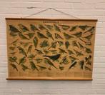 Schoolplaat vintage oude zangvogels schoolplaat W.J. Thieme, Antiek en Kunst, Ophalen of Verzenden
