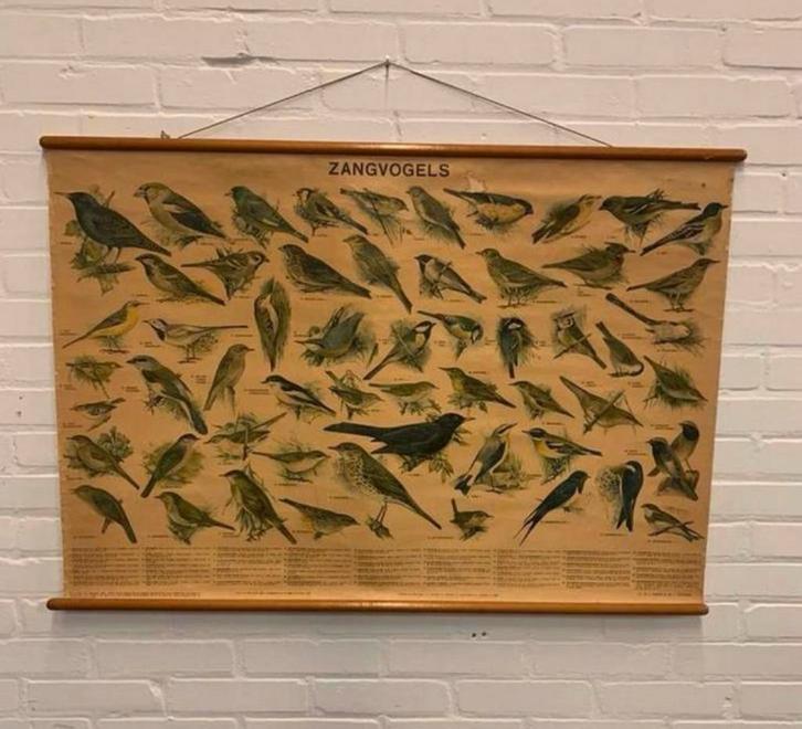 Schoolplaat vintage oude zangvogels schoolplaat W.J. Thieme, Antiek en Kunst, Antiek | Schoolplaten, Ophalen of Verzenden