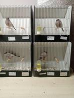 Goudvinken, Dieren en Toebehoren, Vogels | Overige Vogels, Meerdere dieren, Wildzangvogel