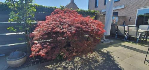 Te koop: Prachtige Japanse Esdoorn, Tuin en Terras, Planten | Bomen, Overige soorten, 100 tot 250 cm, Halfschaduw, Lente, Ophalen