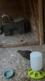 Mannelijke kwartel, Dieren en Toebehoren, Vogels | Overige Vogels, Mannelijk