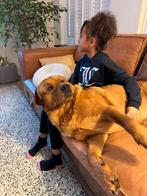 Rottweiler 1,5 jaar oude Reu, Reu, Groot, Eén hond, Nederland