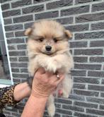 pomeriaan/dwergkees pups, Dieren en Toebehoren, Honden | Poolhonden, Keeshonden en Oertypen, Keeshond, 8 tot 15 weken, CDV (hondenziekte)