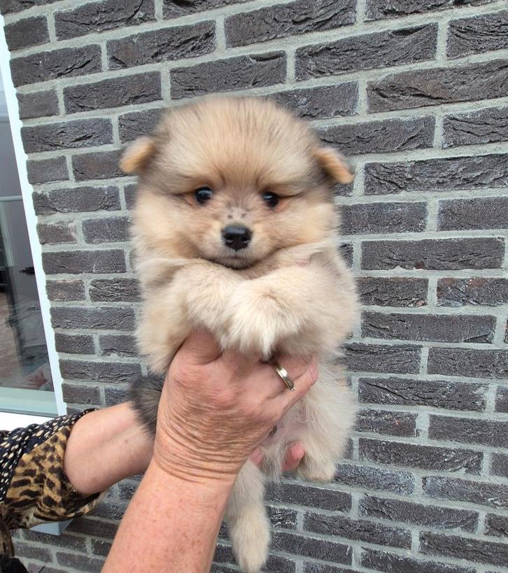 pomeriaan / pomerian / dwergkees pups, Dieren en Toebehoren, Honden | Poolhonden, Keeshonden en Oertypen, Meerdere dieren, Keeshond