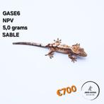 Correlophus ciliatus wimpergekko JOKERGECKOS, Hagedis, 0 tot 2 jaar