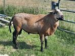 Maasduinen dekram, Dieren en Toebehoren, Schapen, Geiten en Varkens, Mannelijk, Schaap