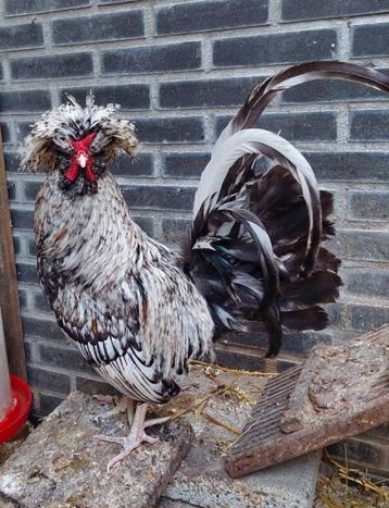 mooie haan met kuif zwart wit goed gezond  beschikbaar voor biedingen