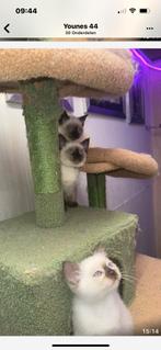 3 half siammes en half kort britch haar schattig lief kitten, Poes