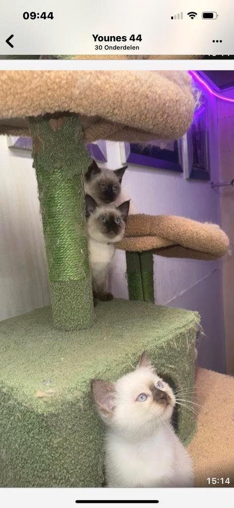 3 half siammes en half kort britch haar schattig lief kitten, Dieren en Toebehoren, Katten en Kittens | Raskatten | Langhaar, Poes