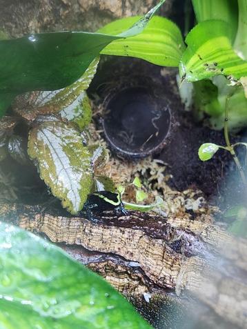 3 x Phyllobates Aurotaenia 'green' € 40 per stuk beschikbaar voor biedingen