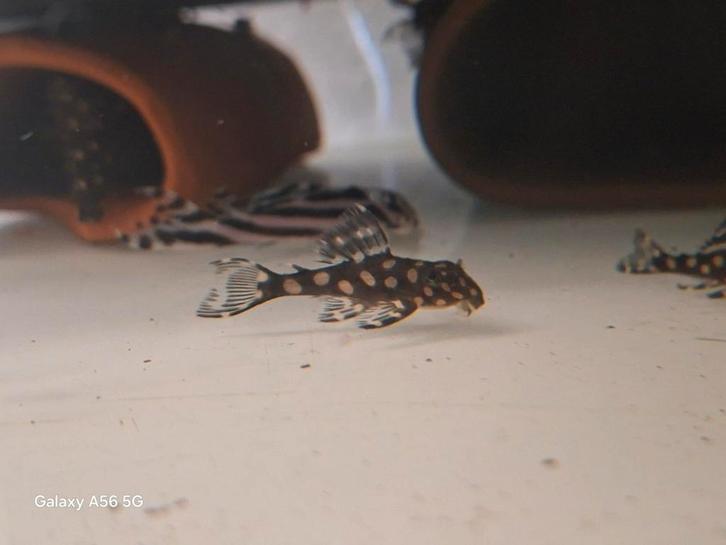 Hypancistrus contrades (l201) nakweek., Dieren en Toebehoren, Vissen | Aquariumvissen, Zoetwatervis, Vis