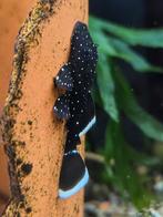 L181 peppermint pleco jongen, Vis, Zoetwatervis