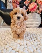 Prachtige boomer x toy poedel pups, Dieren en Toebehoren, Nederland, Overige rassen, CDV (hondenziekte), 8 tot 15 weken