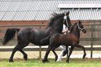 2 PRACHTIG FRIESE hengstveulens 1 x 1e premie, Dieren en Toebehoren, Paarden, Minder dan 160 cm, Niet van toepassing, Dressuurpaard