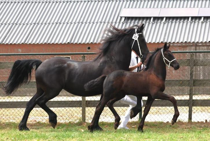 2 PRACHTIG FRIESE hengstveulens 1 x 1e premie, Dieren en Toebehoren, Paarden, Hengst, Niet van toepassing, Minder dan 160 cm, 0 tot 2 jaar