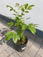 Jonge notelaar/walnootboom 75cm, Tuin en Terras, Planten | Bomen, Ophalen, Volle zon, Overige soorten, Minder dan 100 cm